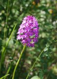 Anacamptis pyramidalis