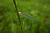 Linum nervosum