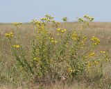 Hieracium umbellatum