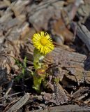 Tussilago farfara. Цветущее растение. Московская обл., окр. г. Железнодорожный, опушка смешанного леса. 11.04.2021.