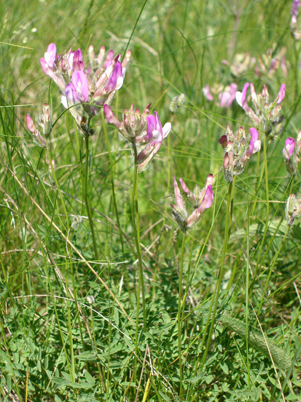 Изображение особи Astragalus macropus.