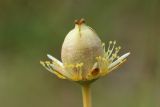 Parnassia palustris. Плод (завязь окружена стаминодиями с желёзками и чашелистиками). Мурманская обл., Кандалакшский р-н, окр. с. Ковда у дамбы; лев. берег р. Ковда между эстуарием и небольшим озерком, сырой (периодически заливаемый?) низкотравный луг. 05.08.2022.