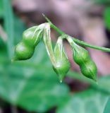 Vicia loiseleurii