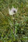 Cirsium obvallatum. Верхушка цветущего растения. Кабардино-Балкария, Эльбрусский р-н, гора Чегет, выс. ок. 2500 м н.у.м., окр. ведущей к оз. Донгуз-Орун тропы, луг. 28 августа 2023 г.