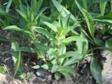 Gentiana cruciata