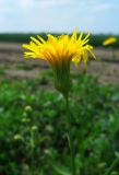 Sonchus arvensis подвид uliginosus. Соцветие. Ростовская обл., Азовский р-н, окр. с. Кугей, на обочине дороги. 08.07.2011.