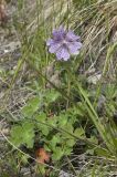 Geranium renardii. Цветущее растение. Кабардино-Балкария, Эльбрусский р-н, г. Чегет, высота 2200-2500 м н.у.м. 09.07.2008.