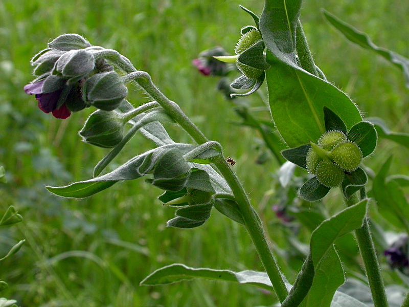 Изображение особи Cynoglossum officinale.