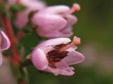 Calluna vulgaris. Цветок. Нидерланды, провинция Drenthe, Brunsting, заказник Brunstinger plassen, вересковая пустошь. 25 июля 2008 г.