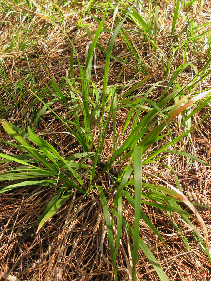 Изображение особи Achnatherum virescens.