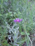 Centaurea fuscomarginata. Цветущее растение. Крым, гора Северная Демерджи. 2 июня 2012 г.