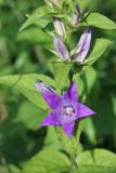 Campanula latifolia. Цветок и бутоны. Московская обл., Рузский р-н, окр. дер. Полуэктово, пойменный луг. 29.06.2012.