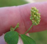 Medicago lupulina