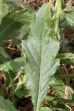 Cirsium arvense. Лист. Ростовская обл., Неклиновский р-н, Носовское с/п, Камышовая балка. 09.08.2012.