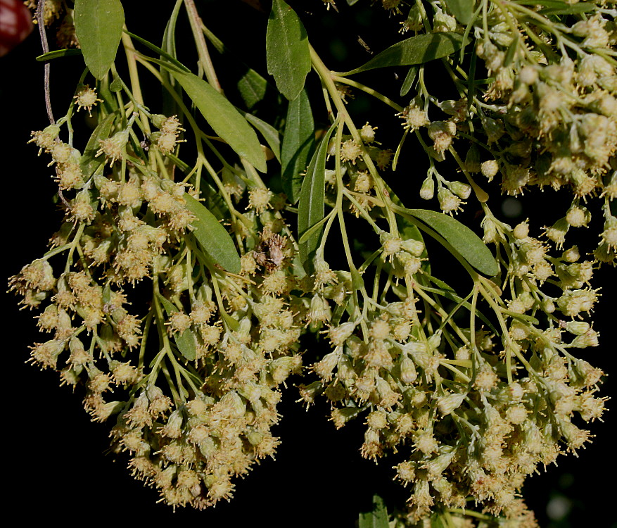 Изображение особи Baccharis halimifolia.