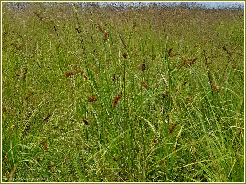 Изображение особи Carex vulpina.