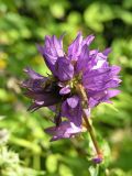 Campanula glomerata