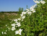 Anemone sylvestris. Цветущие и плодоносящие растения на склоне оврага. Восточный Казахстан, Глубоковский р-н, окр. с. Тарханка, склон сопки. 07.06.2013.