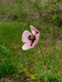 Papaver stevenianum