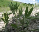 Potentilla recta. Молодое растение. Белгородская обл., Губкинский р-н, запов. \"Белогорье\", \"Ямская степь\". 14 июня 2009 г.