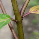 Asclepias incarnata. Разветвление побега с основаниями листьев. Германия, г. Крефельд, Ботанический сад. 06.09.2014.