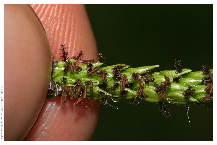 Изображение особи Paspalum dilatatum.