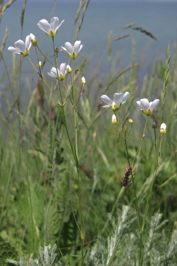 Image of Eremogone micradenia specimen.