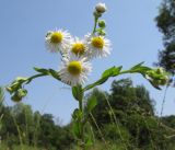 Erigeron annuus. Верхушка цветущего растения. Краснодарский край, Абинский р-н, окр. станицы Холмская, заброшенный ртутный карьер, на въезде на территорию. 02.08.2015.