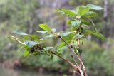 Lonicera × subarctica. Верхушка плодоносящего растения. Кольский п-ов, Хибины, берег р. Кунийок перед впадением в оз. Гольцовое. 28.07.2015.