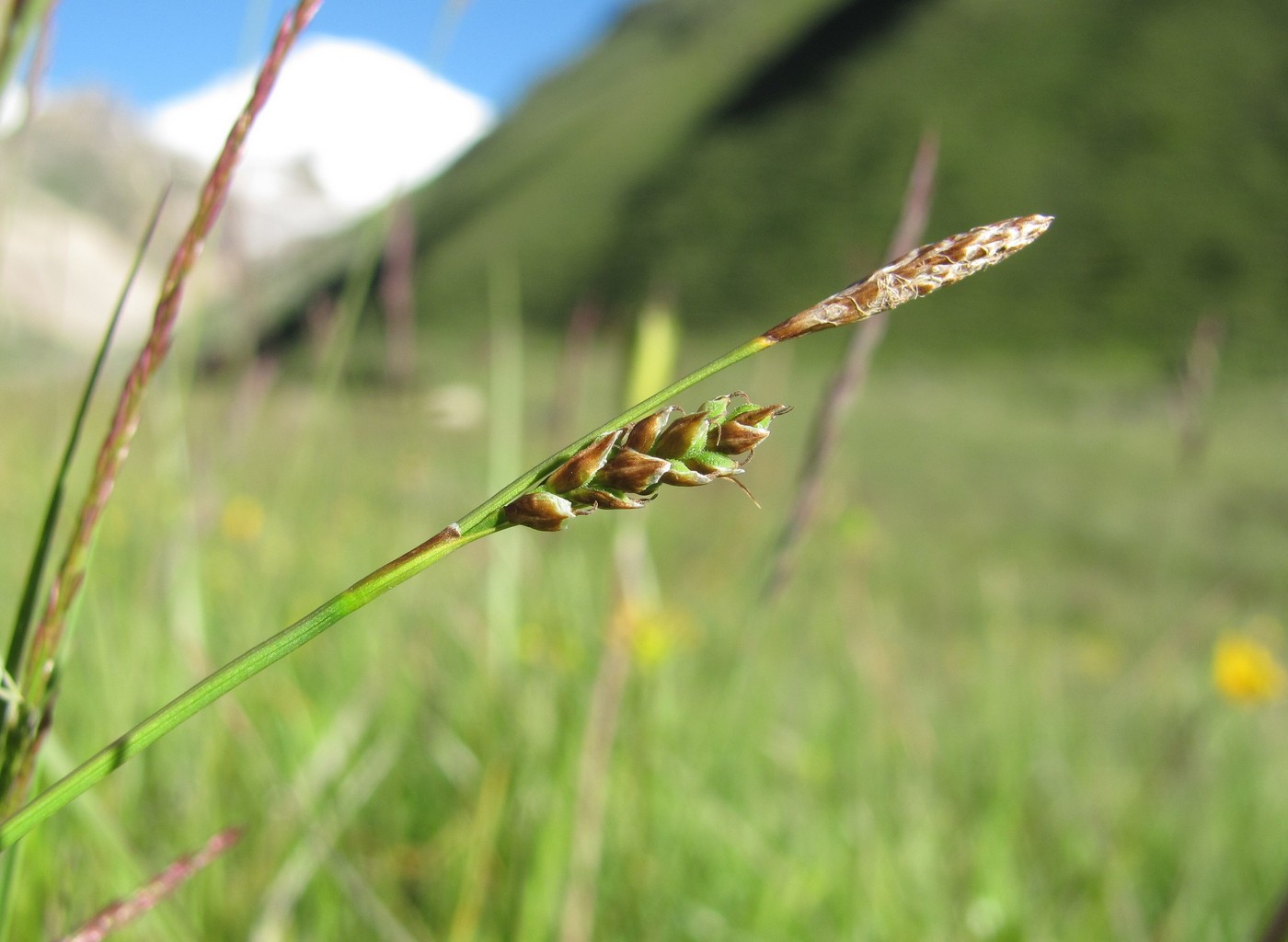 Изображение особи род Carex.