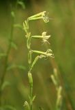 Silene tatarica