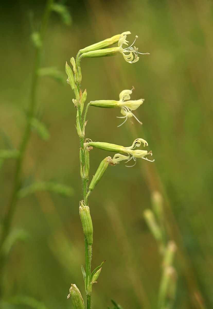 Изображение особи Silene tatarica.