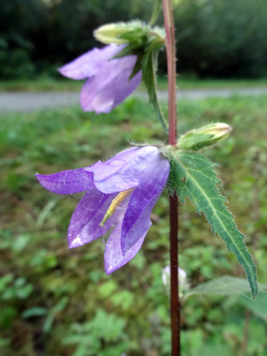 Изображение особи Campanula trachelium.