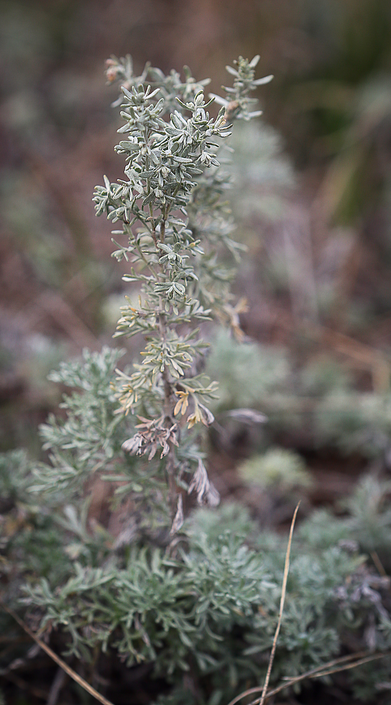 Изображение особи Artemisia austriaca.