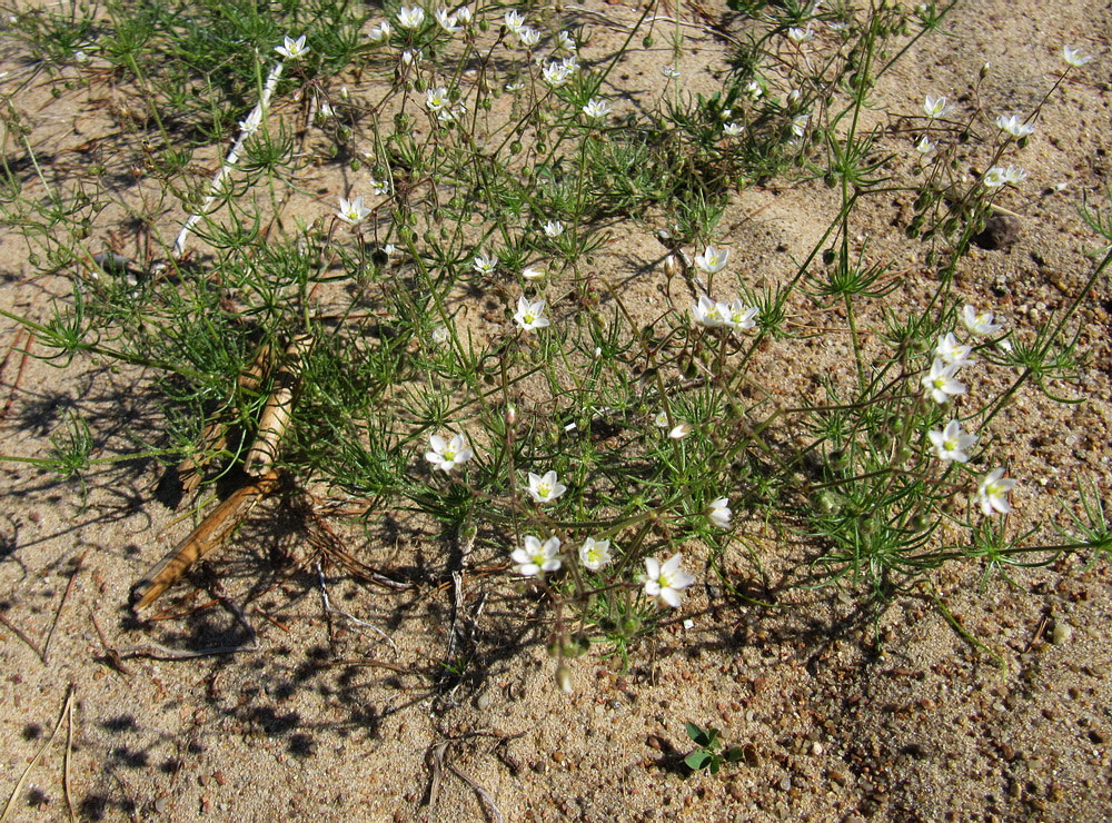 Изображение особи Spergula arvensis.