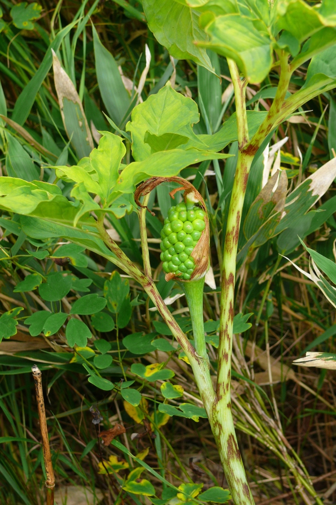 Изображение особи Arisaema peninsulae.