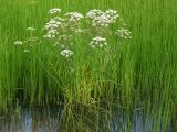 Cicuta virosa. Цветущие растения среди зарослей Equisetum fluviatile и Hippuris vulgaris. Магаданская обл., окр. г. Магадан, устье р. Магаданка, заболоченный берег озера. 28.07.2016.