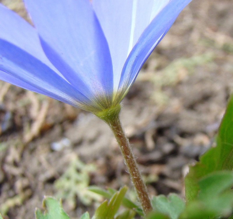 Изображение особи Anemone blanda.