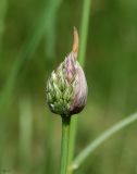 Allium rotundum