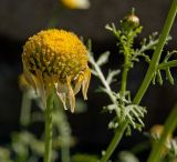 Glebionis coronaria. Отцветающее соцветие. Пермский край, г. Пермь, Свердловский р-н, в городском озеленении. 31 августа 2017 г.