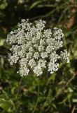 Daucus carota