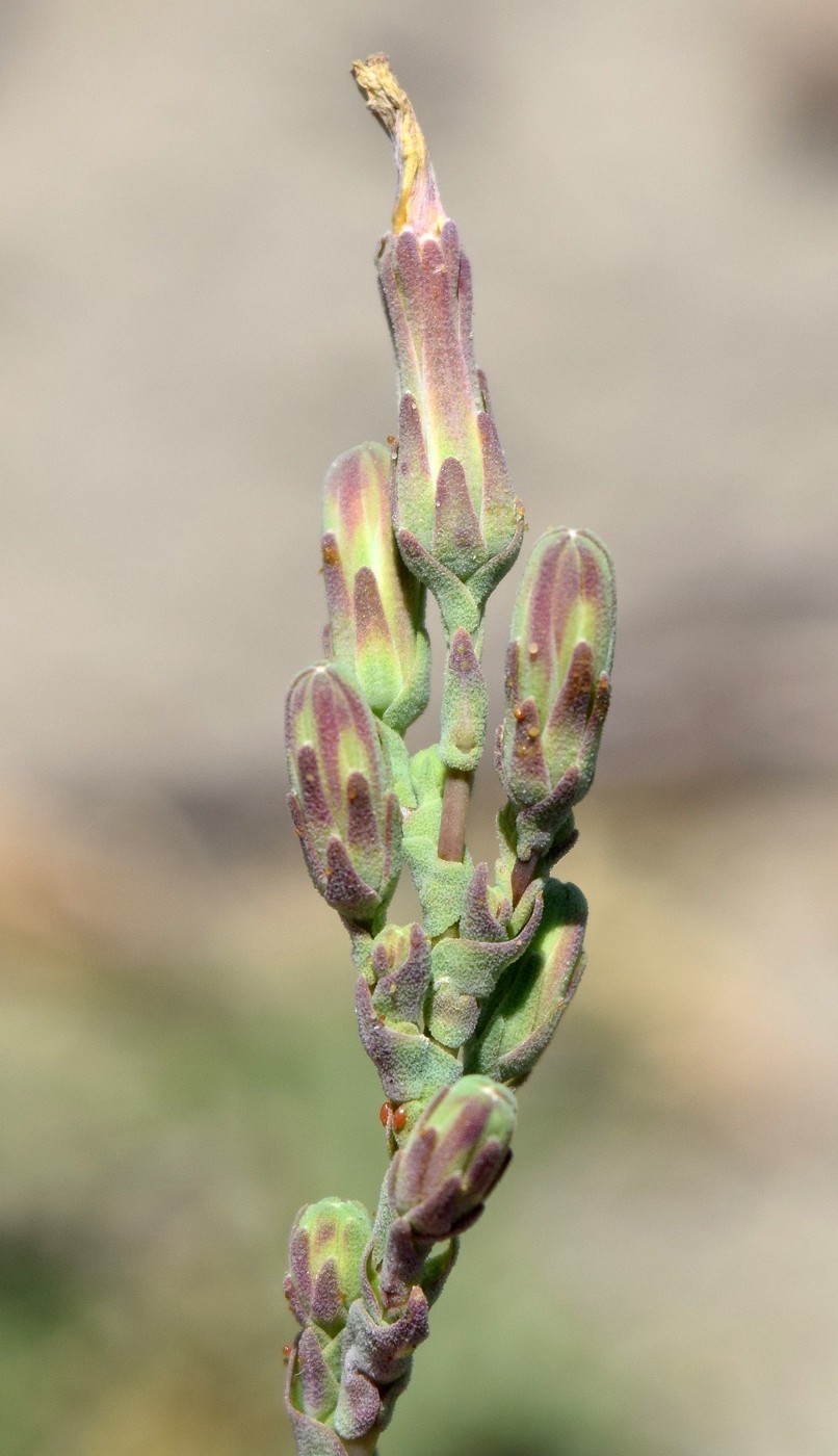 Изображение особи Lactuca serriola.