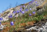 Campanula rotundifolia