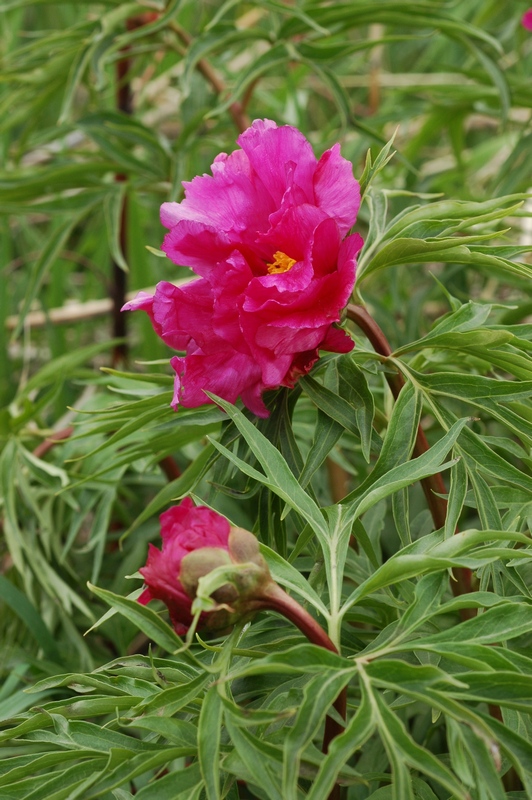 Изображение особи Paeonia intermedia.