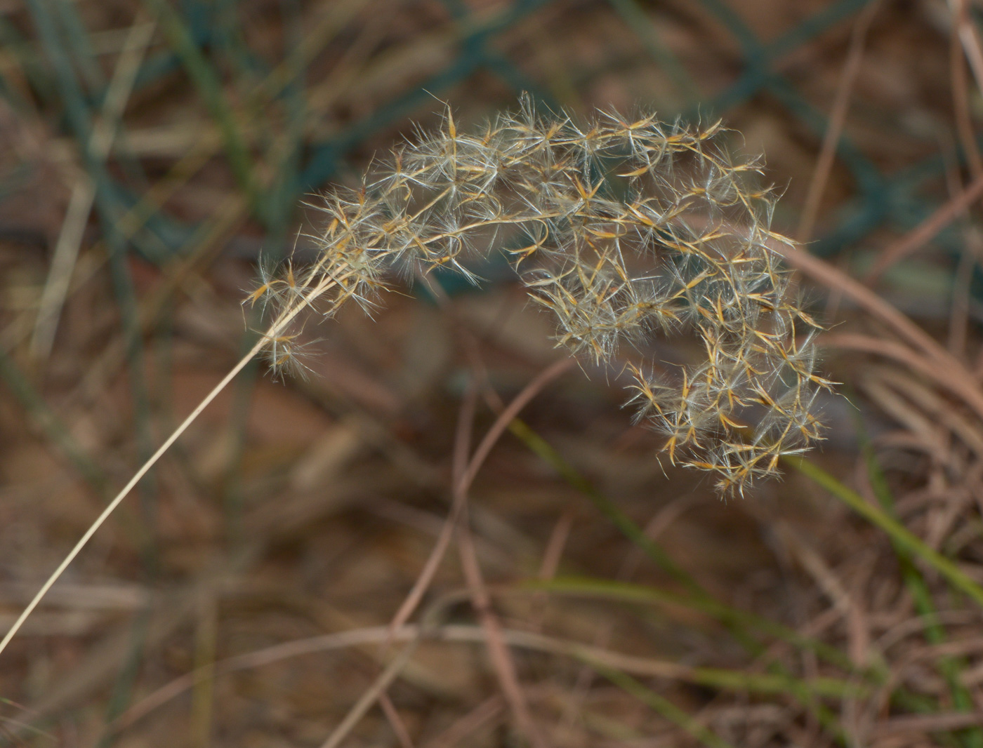 Изображение особи род Miscanthus.