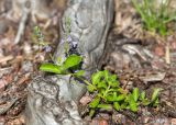 Veronica officinalis. Цветущее растение. Ленинградская обл., Выборгский р-н, р. Вуокса, о. Тёмный, опушка соснового леса. 08.06.2019.