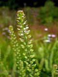 Lepidium densiflorum. Верхушка побега с созревающими плодами. Чувашия, окрестности г. Шумерля, Подвенец. 7 июня 2008 г.