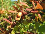 Berberis thunbergii