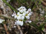 Arabidopsis gemmifera. Соцветие. Магаданская обл., г. Магадан, окр. мкр-на Снежная Долина, поляна недалеко от жилья. 14.06.2019.