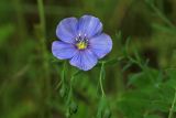 Linum amurense